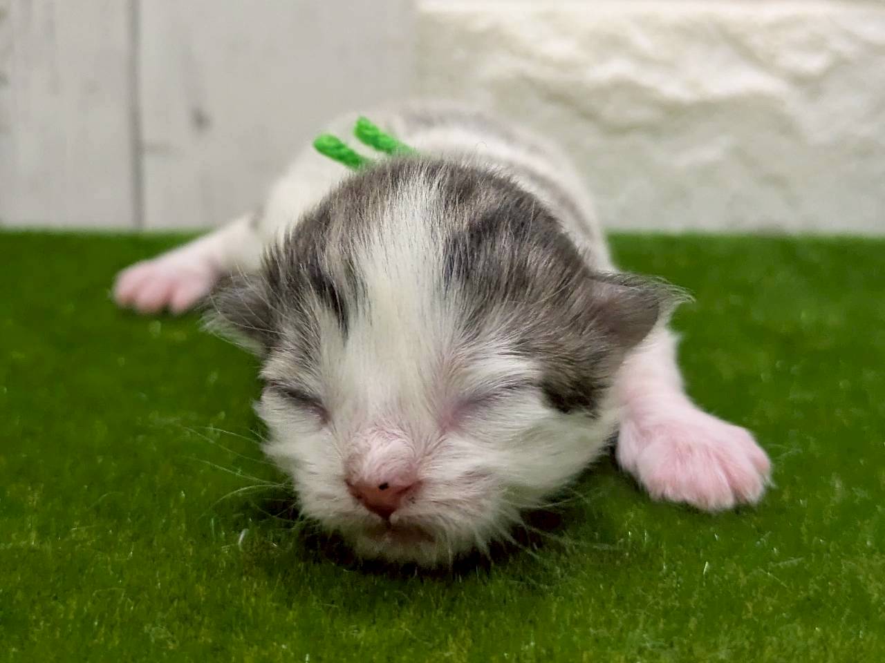 赤ちゃん写真1-2