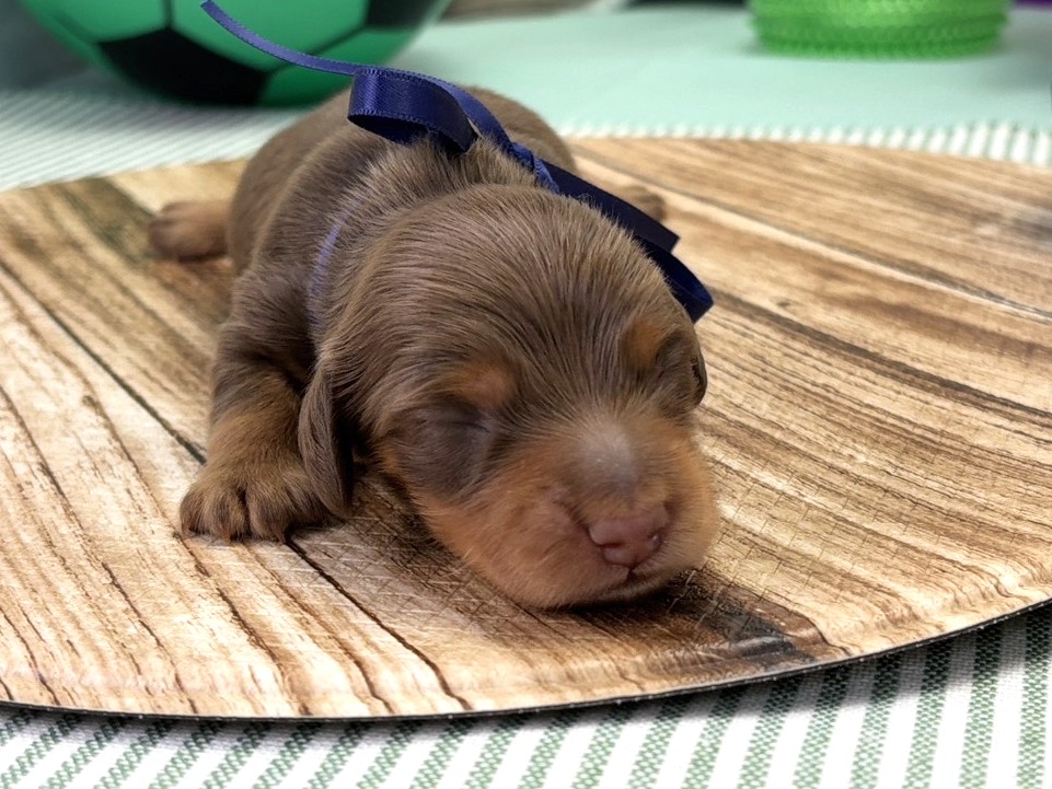 ミニチュア・ダックスフンド