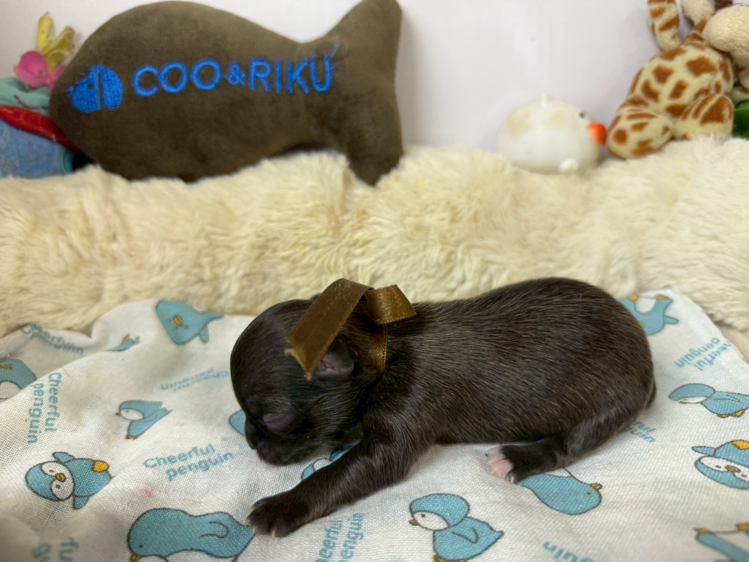 赤ちゃん写真1-2