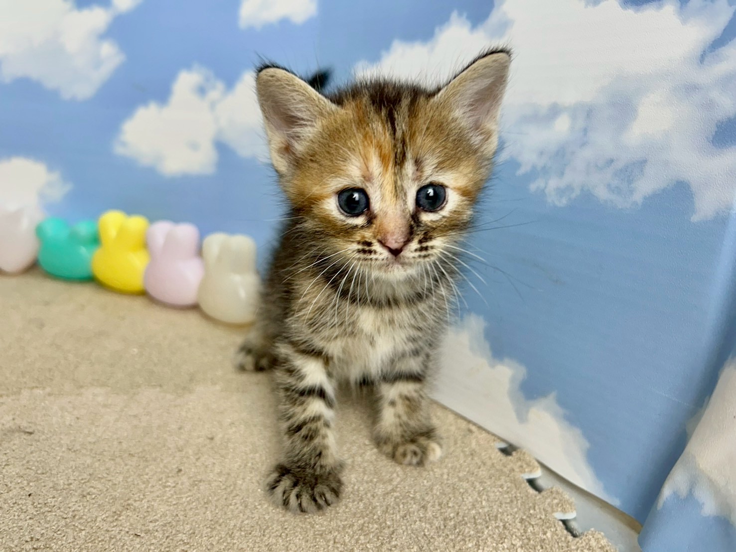 スコティッシュフォールド（立ち耳）