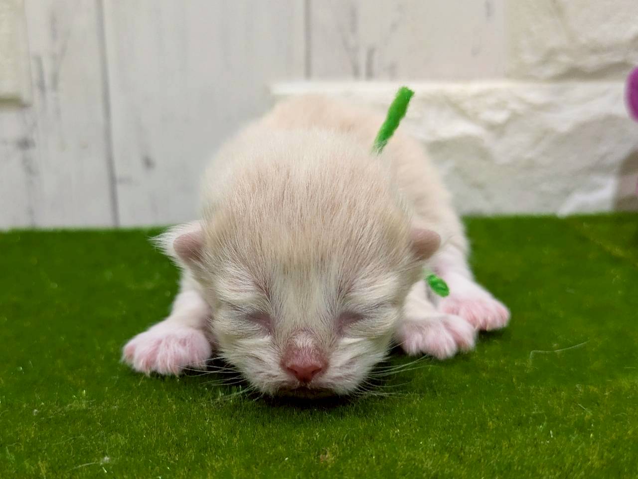 赤ちゃん写真1-1