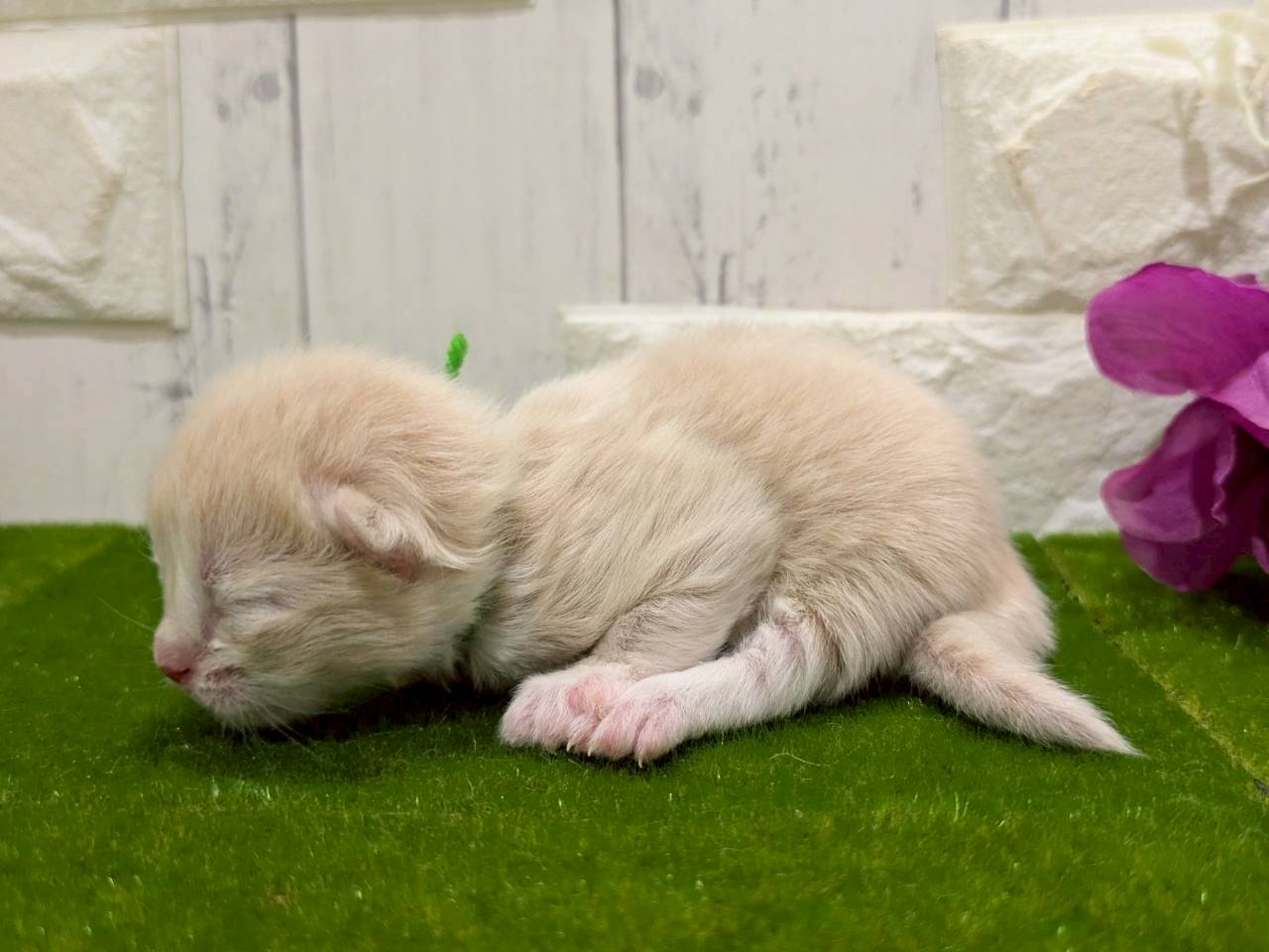 赤ちゃん写真1-2