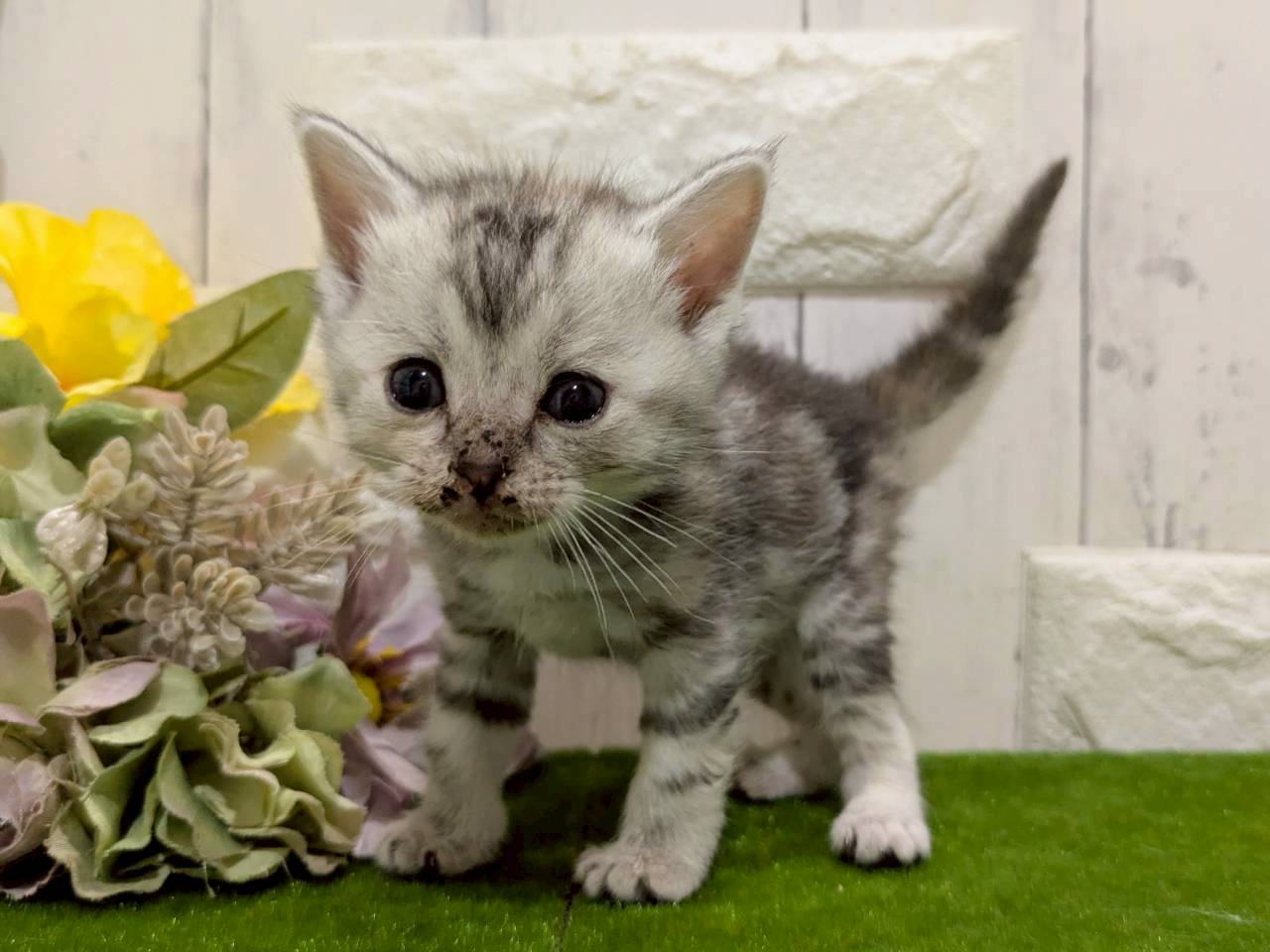 アメリカンカール