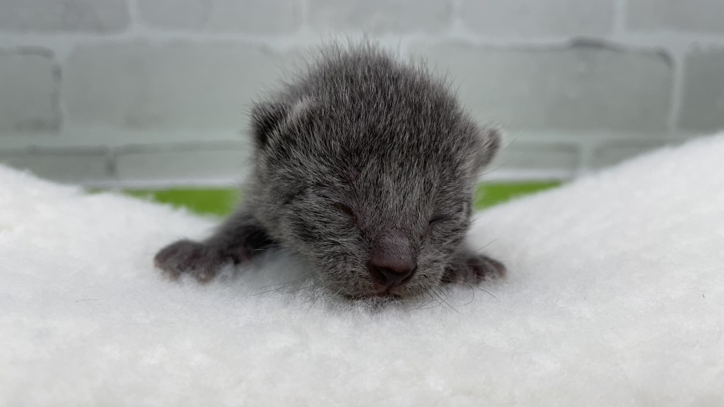 ロシアンブルー