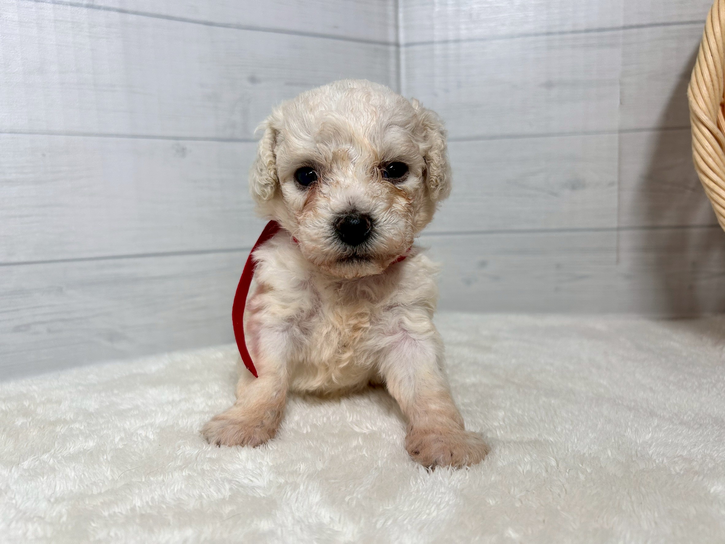 赤ちゃん写真2-1