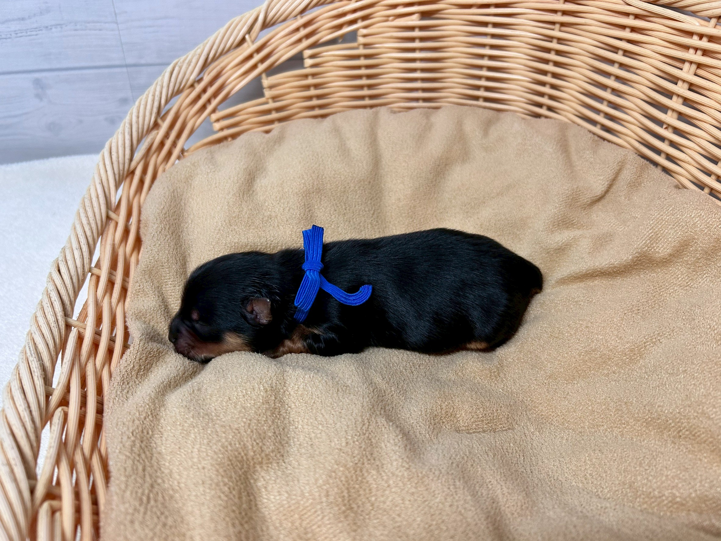 赤ちゃん写真1-2