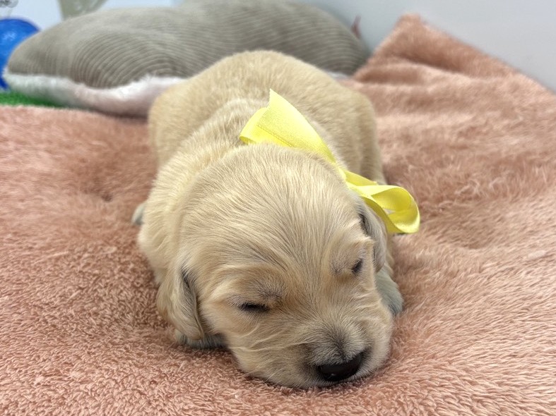 ゴールデン・レトリバー