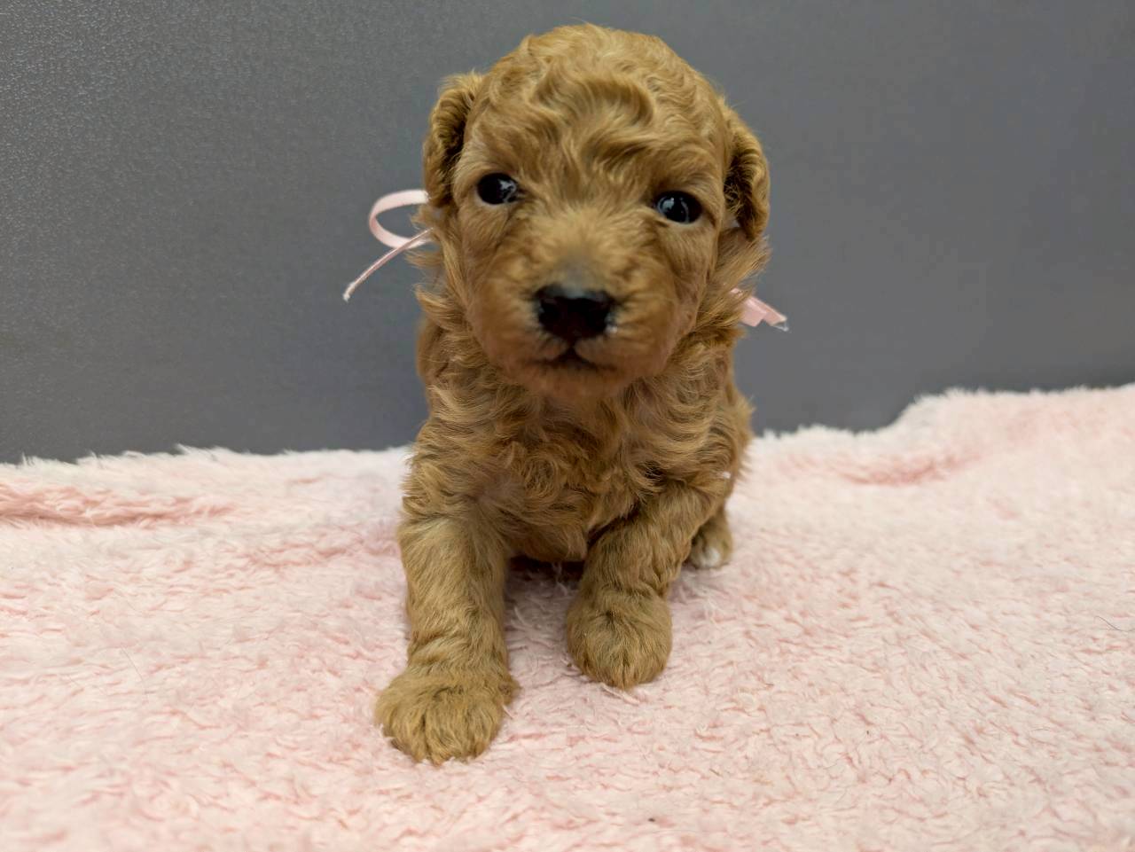 トイ・プードル