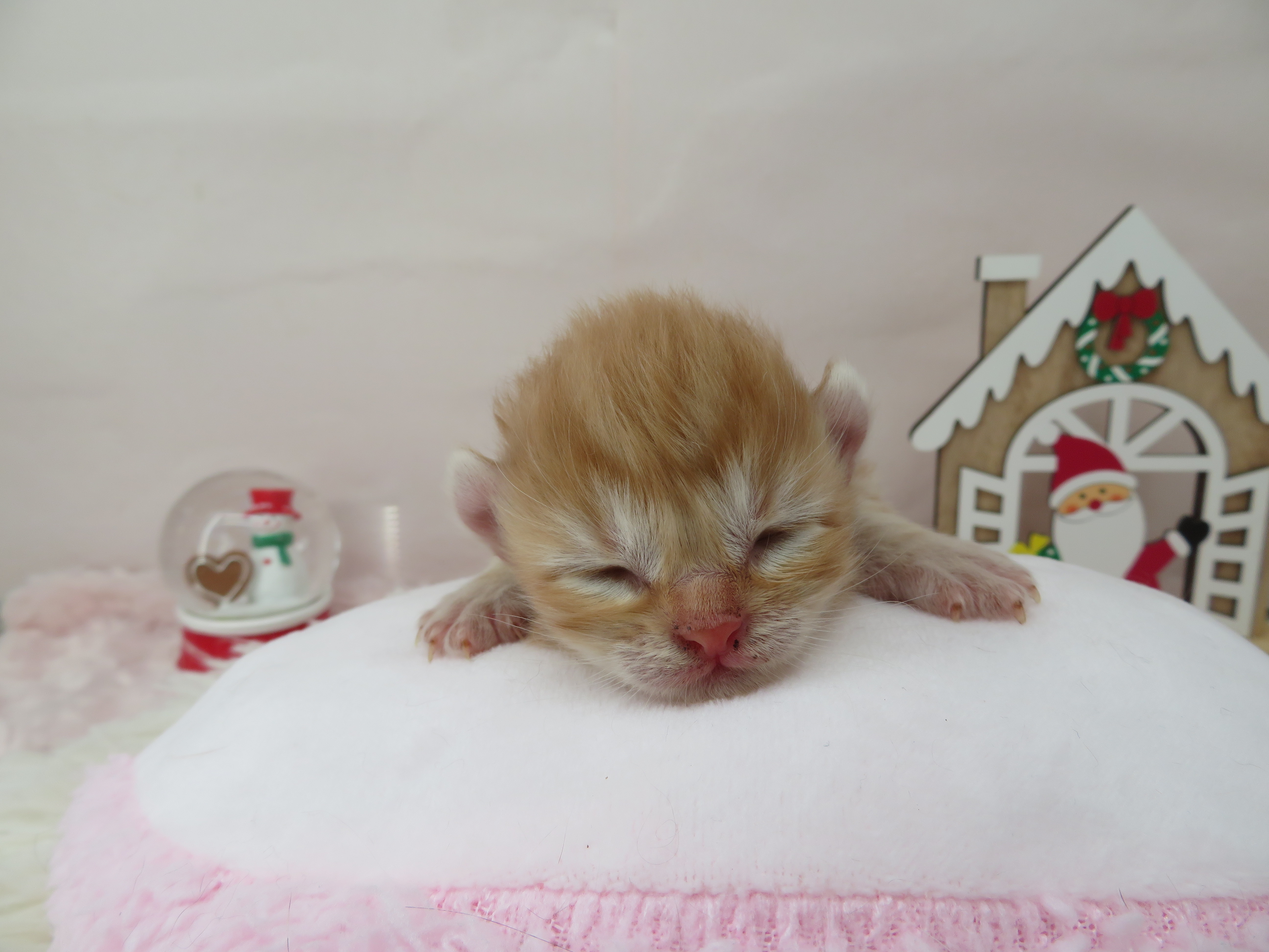 アメリカンカール