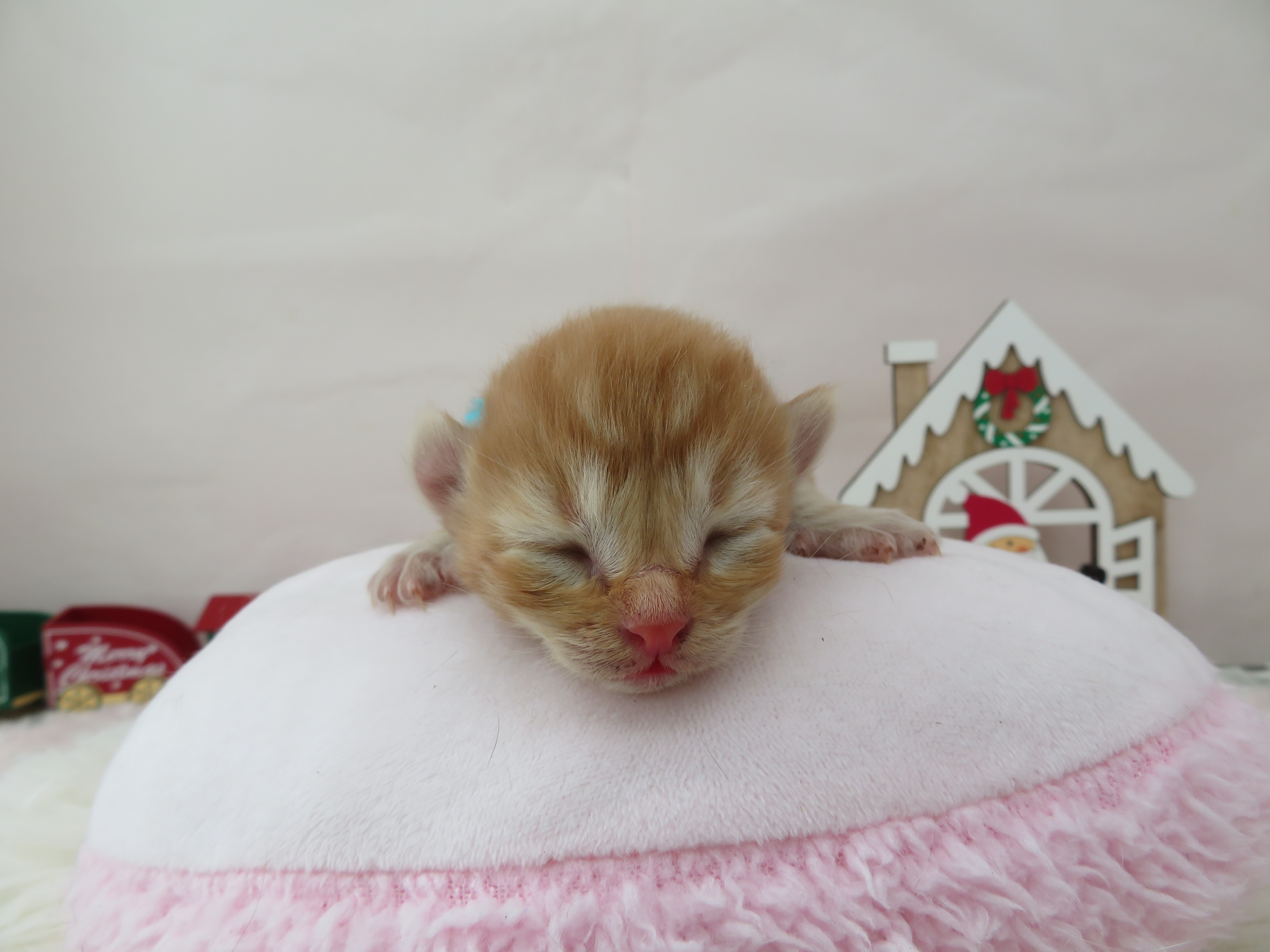 アメリカンカール