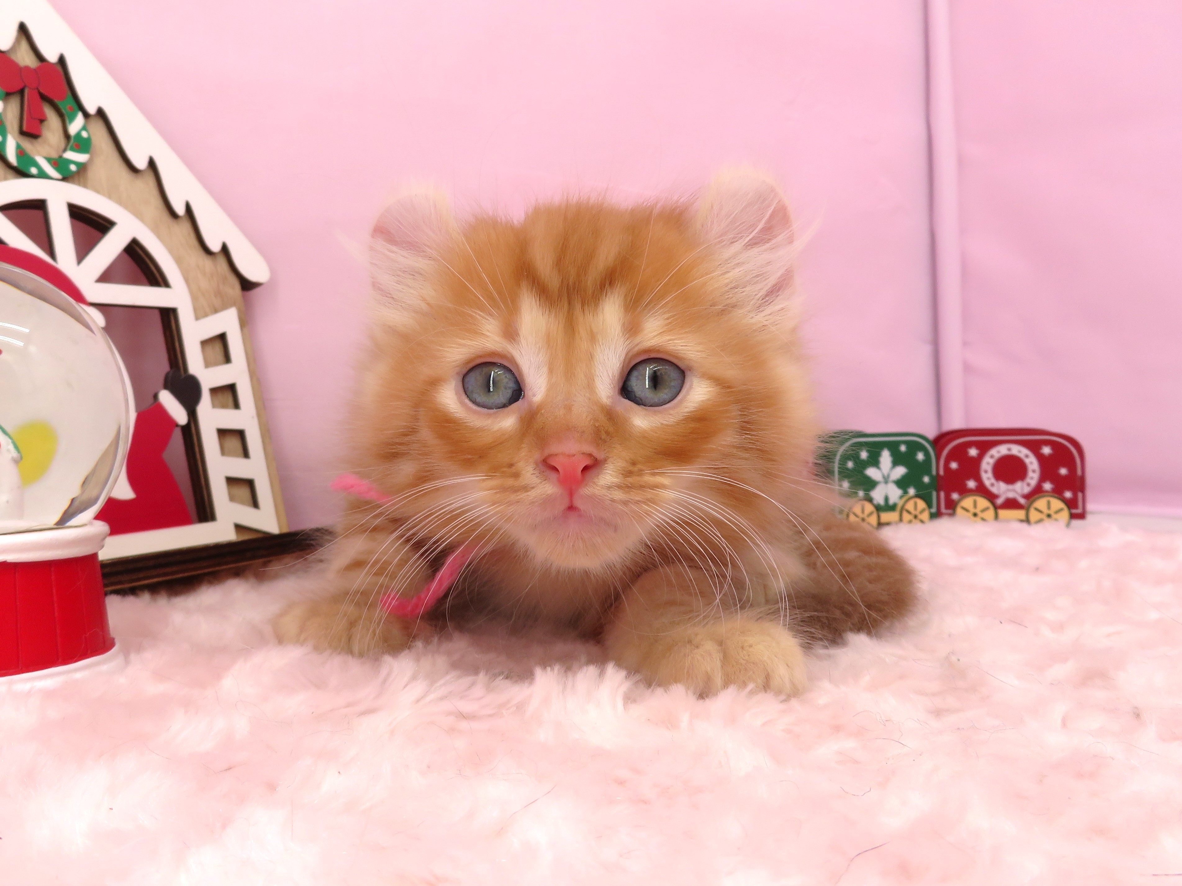 アメリカンカール