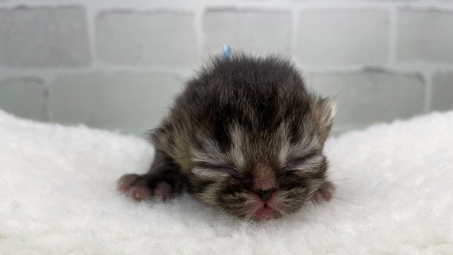 赤ちゃん写真1-1