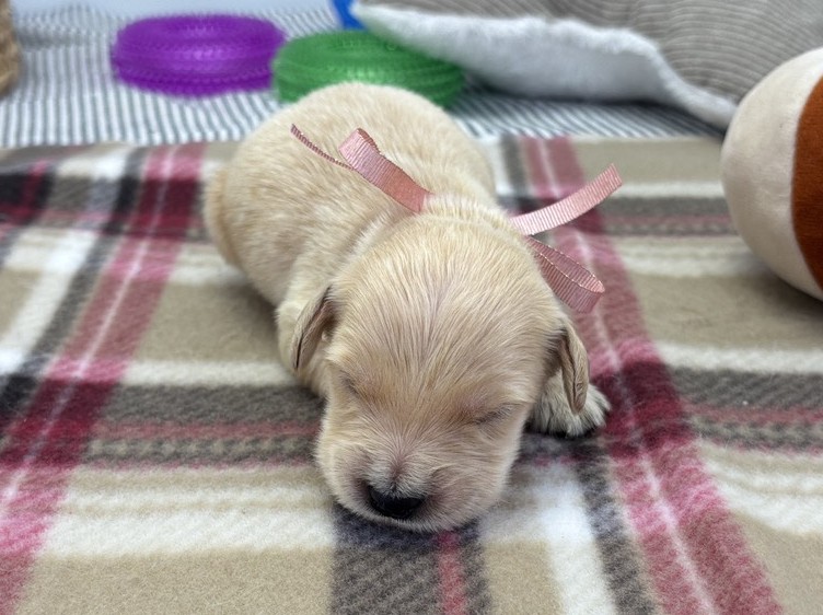 ゴールデン・レトリバー