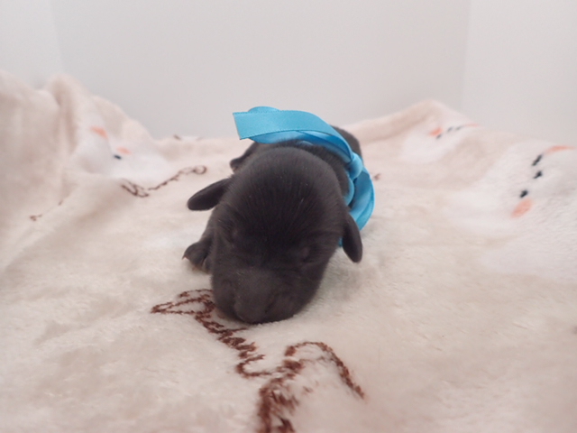 ミニチュア・ダックスフンド