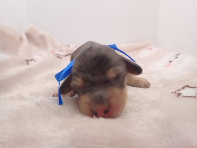 ミニチュア・ダックスフンド