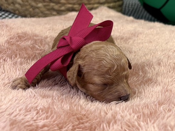 トイ・プードル