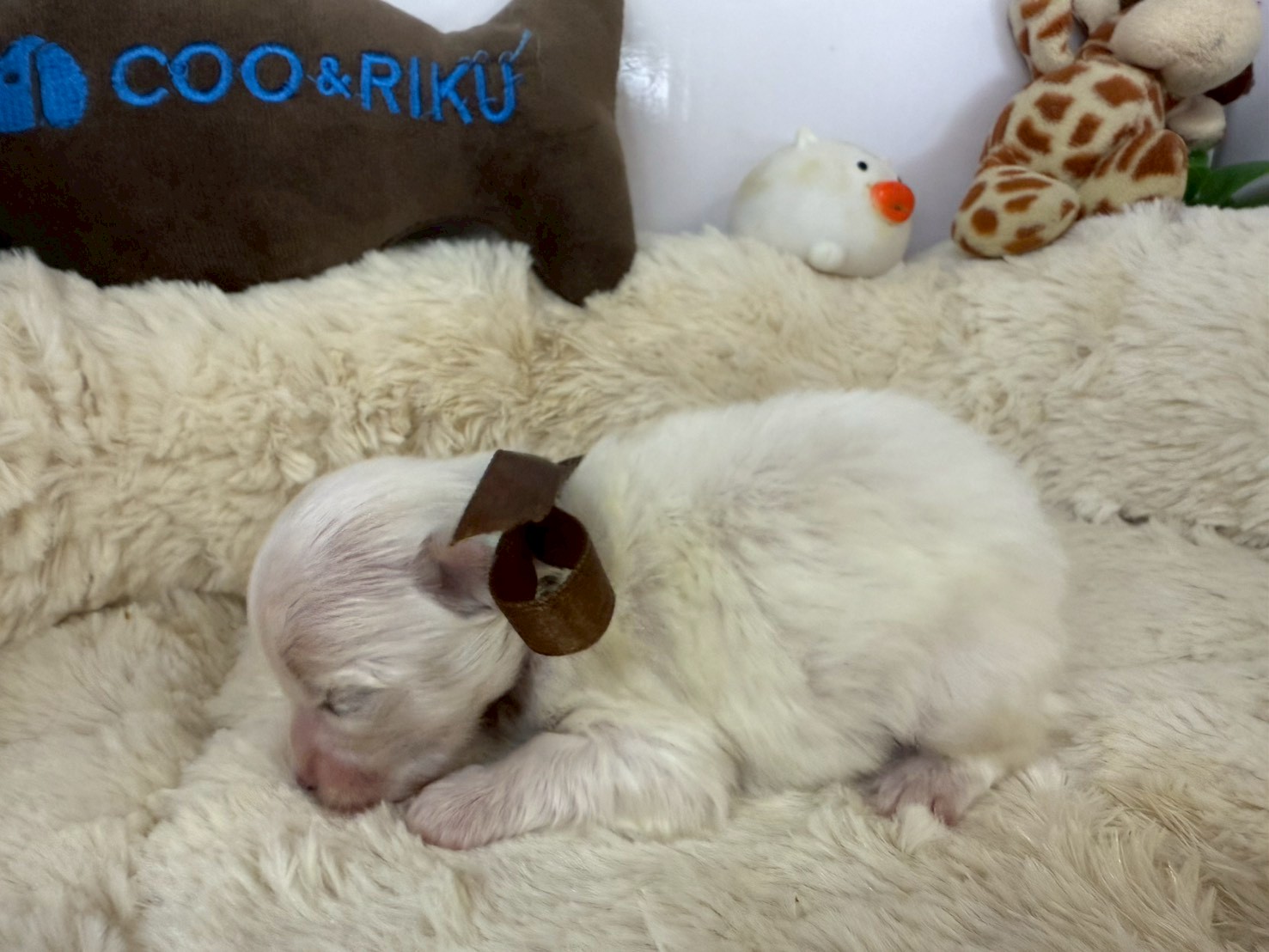 赤ちゃん写真1-2