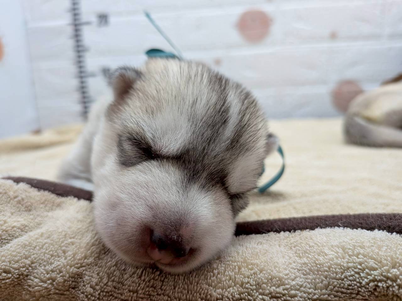 シベリアンハスキー