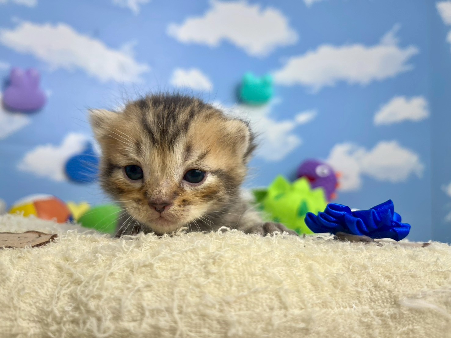マンチカン（長足）