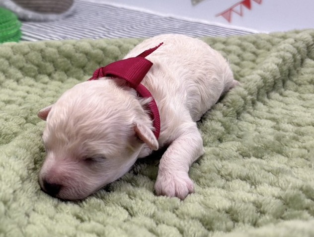 トイ・プードル