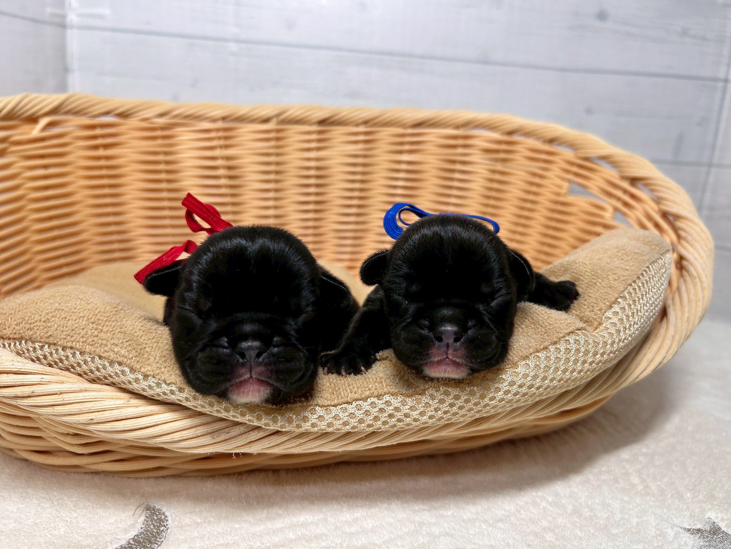 赤ちゃん写真1-3