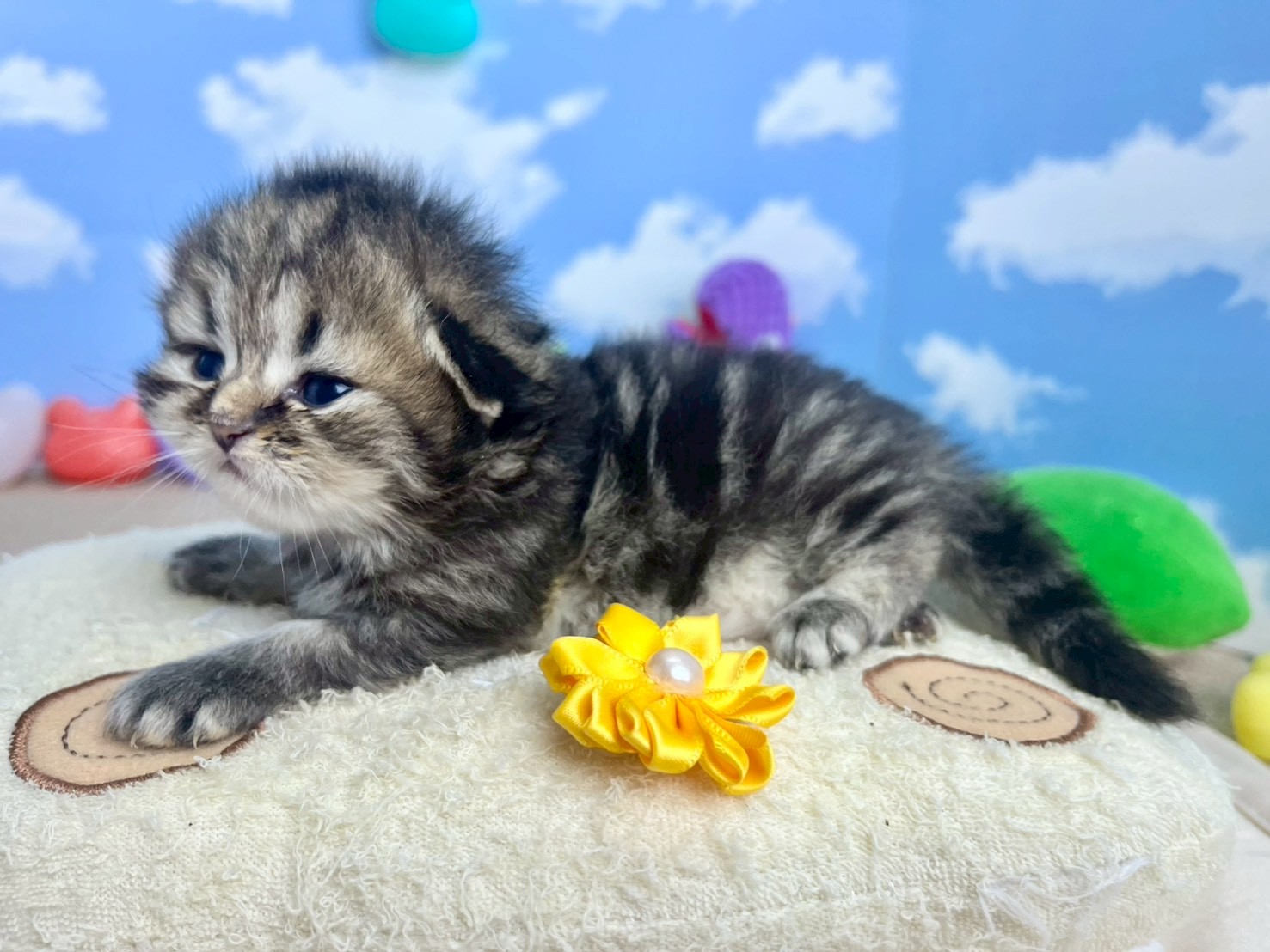 赤ちゃん写真1-2