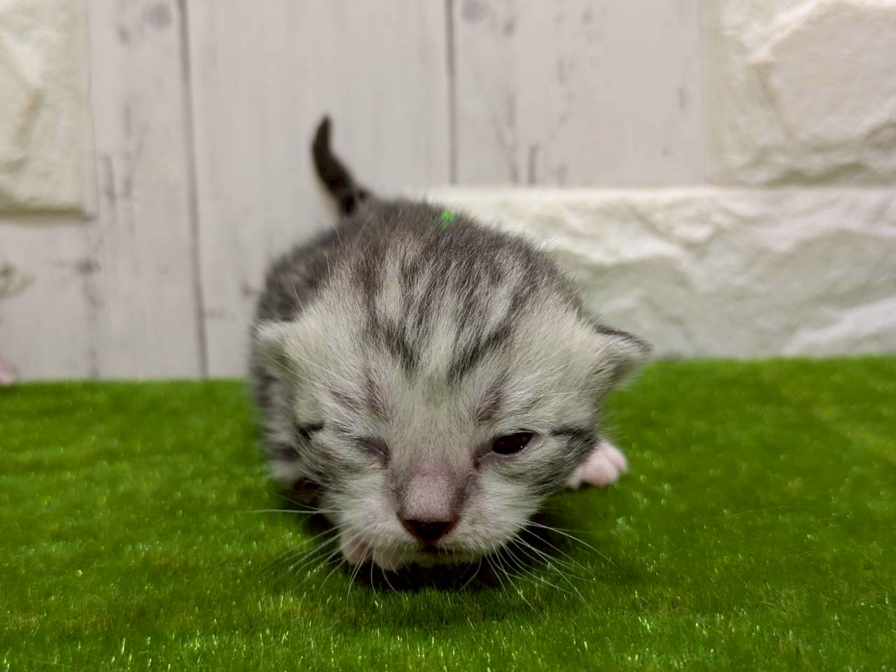 赤ちゃん写真1-1