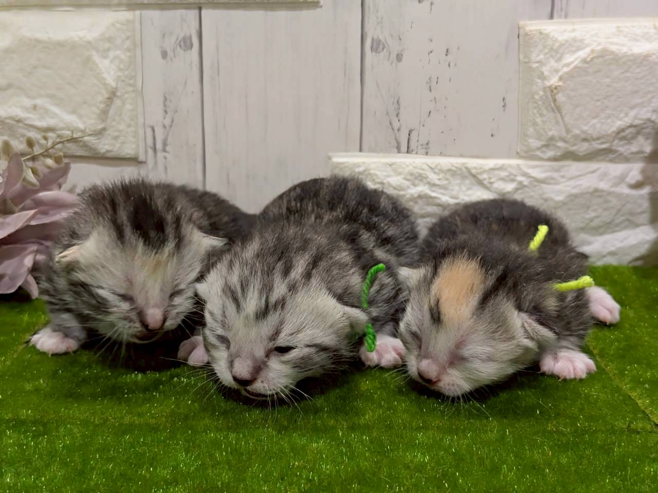 赤ちゃん写真1-3