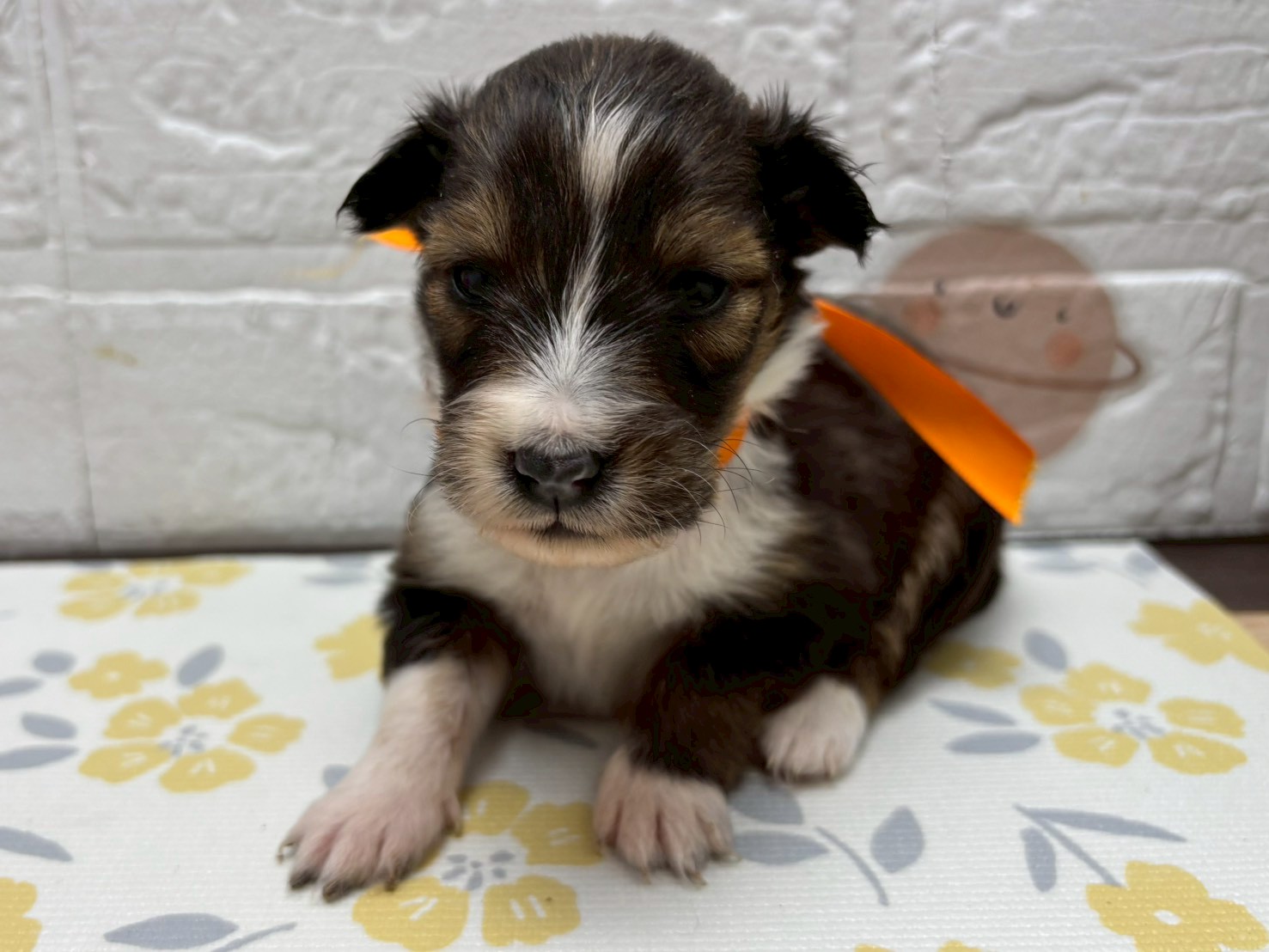 シェットランドシープドッグ