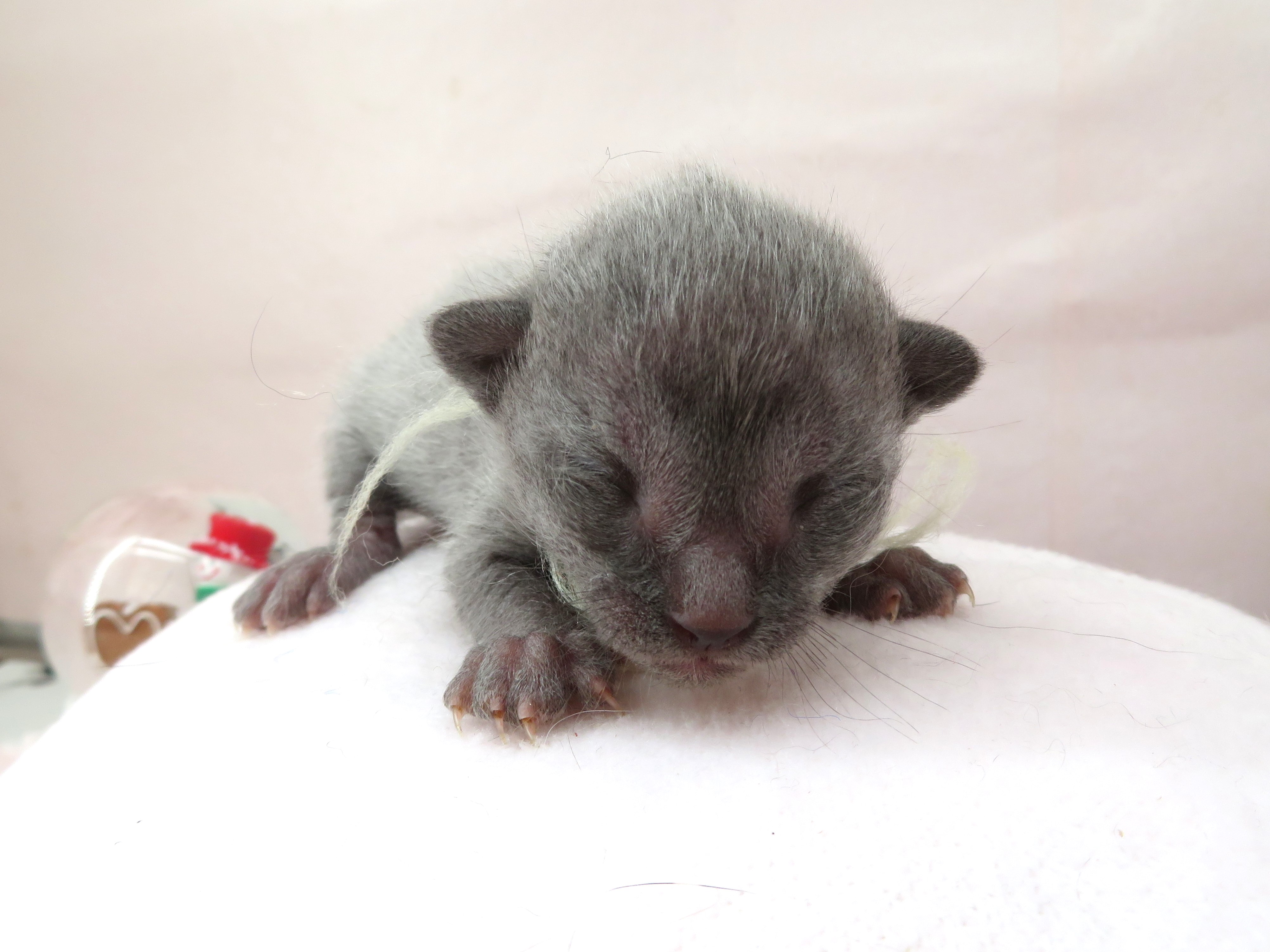 ロシアンブルー