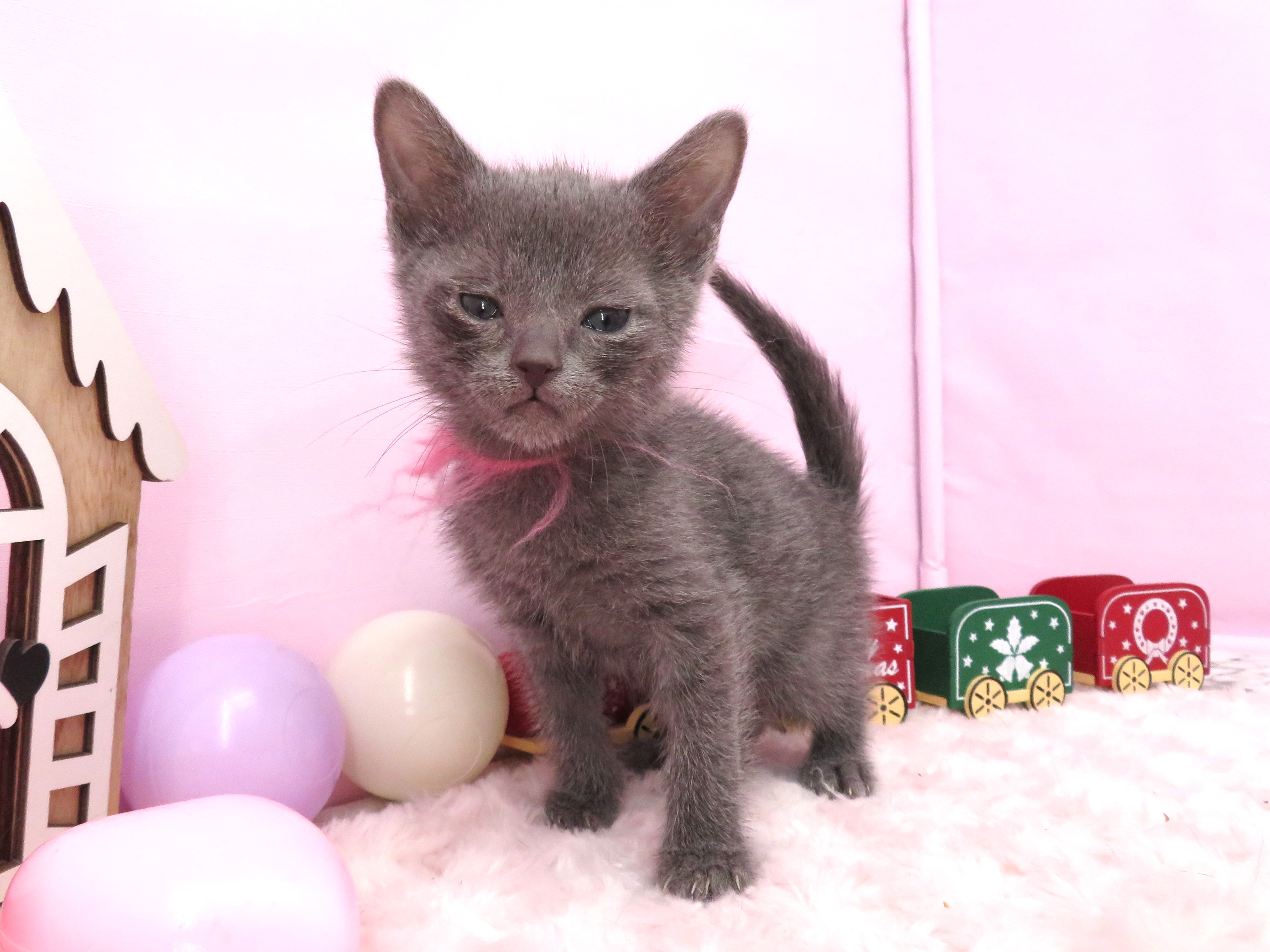 ロシアンブルー