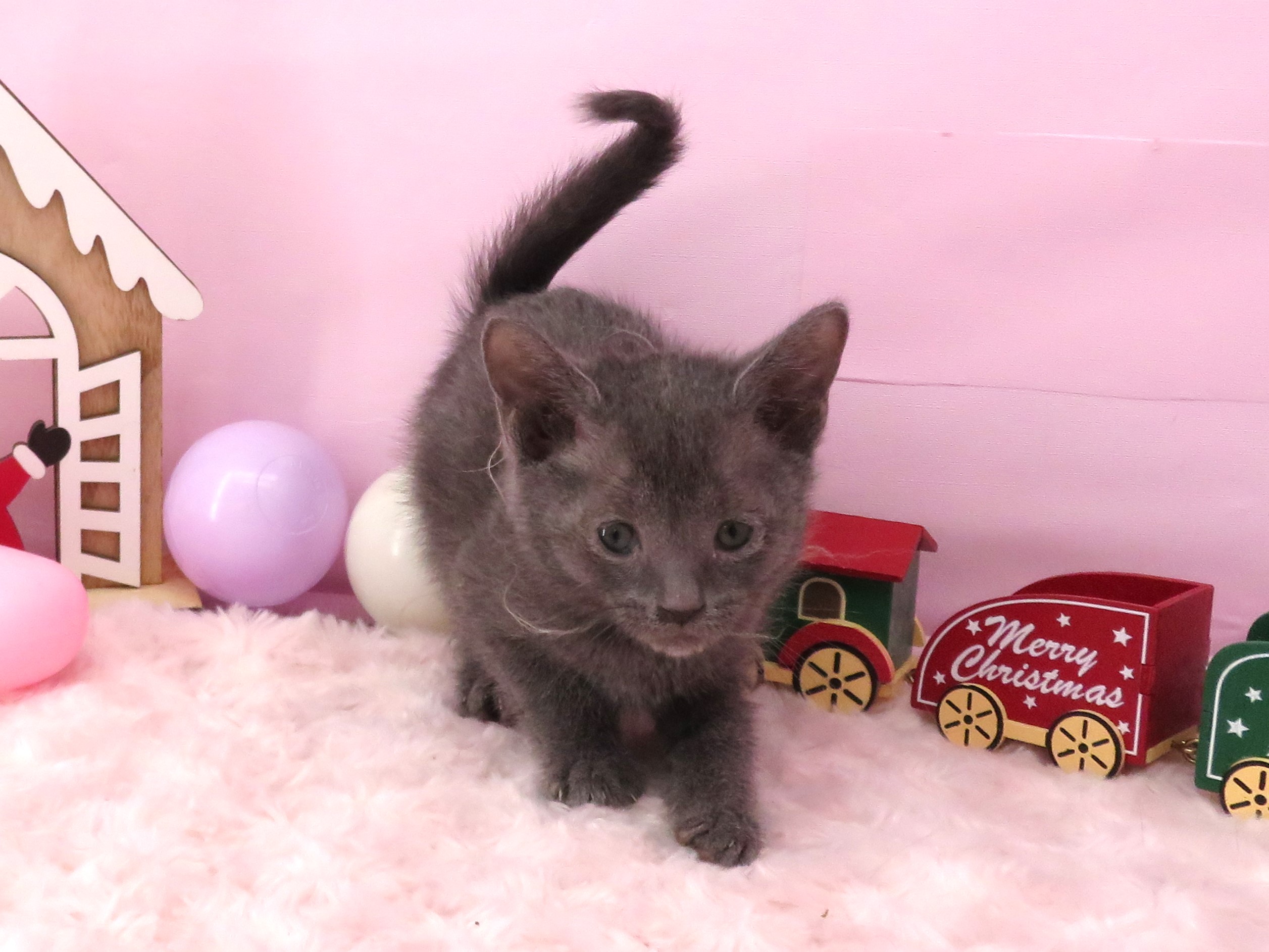 ロシアンブルー