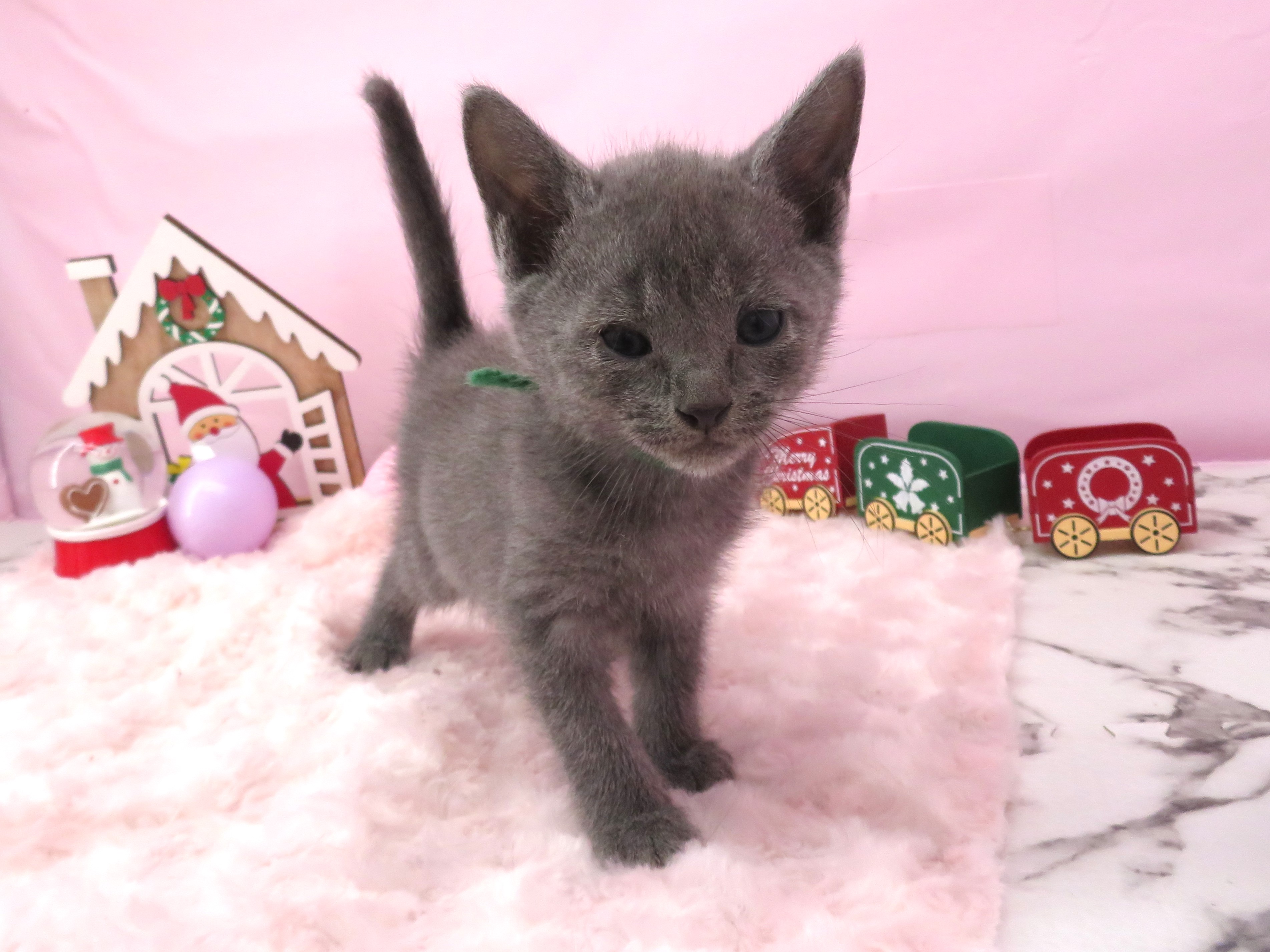 ロシアンブルー