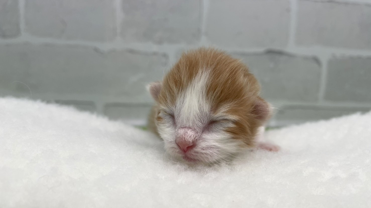 赤ちゃん写真1-1