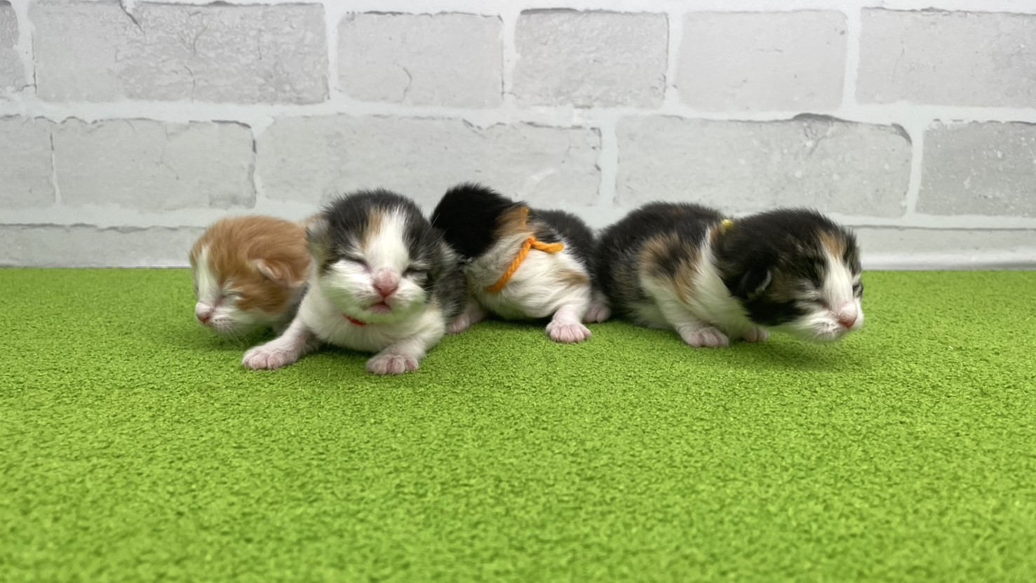 赤ちゃん写真1-3