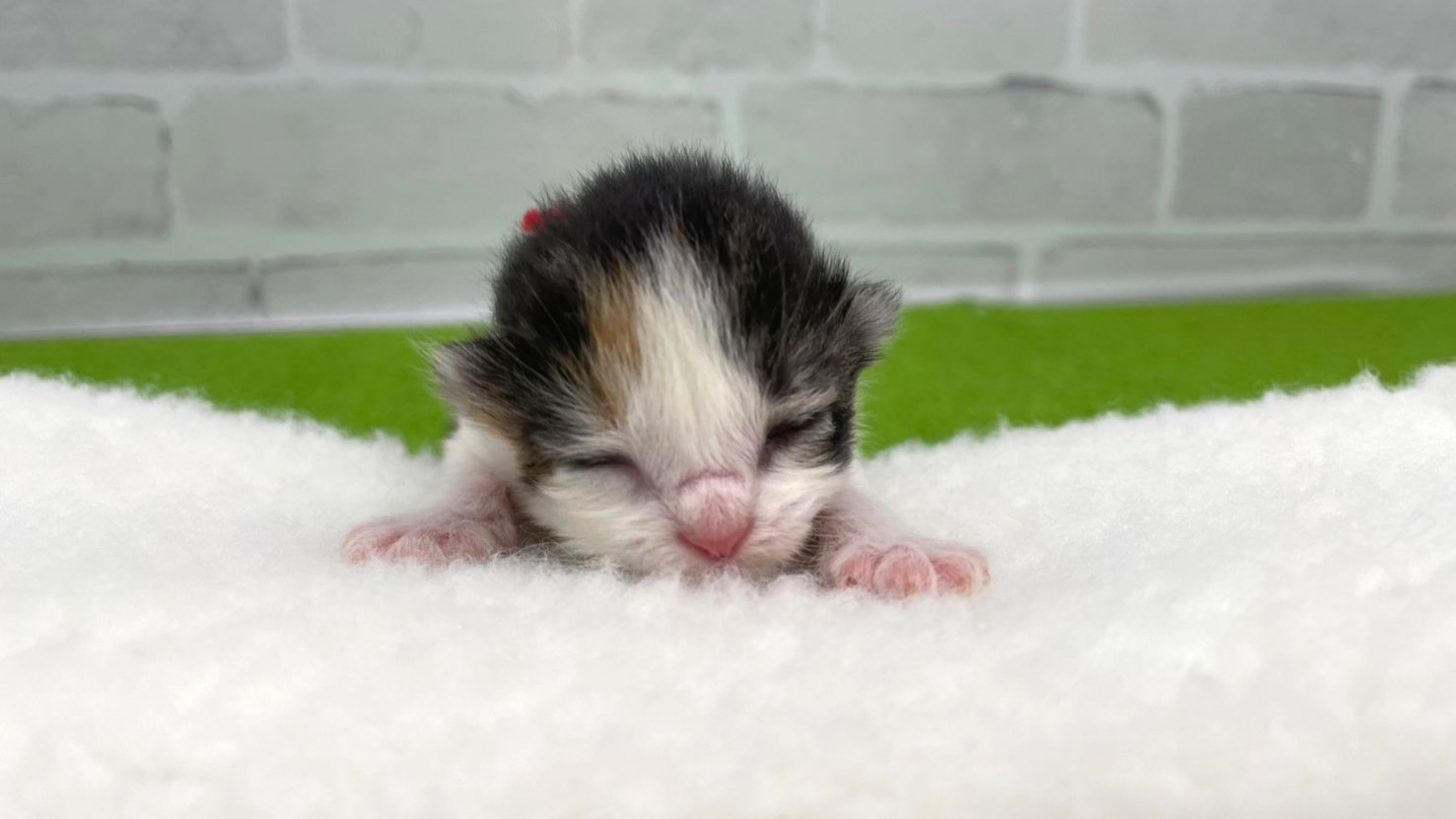 赤ちゃん写真1-1