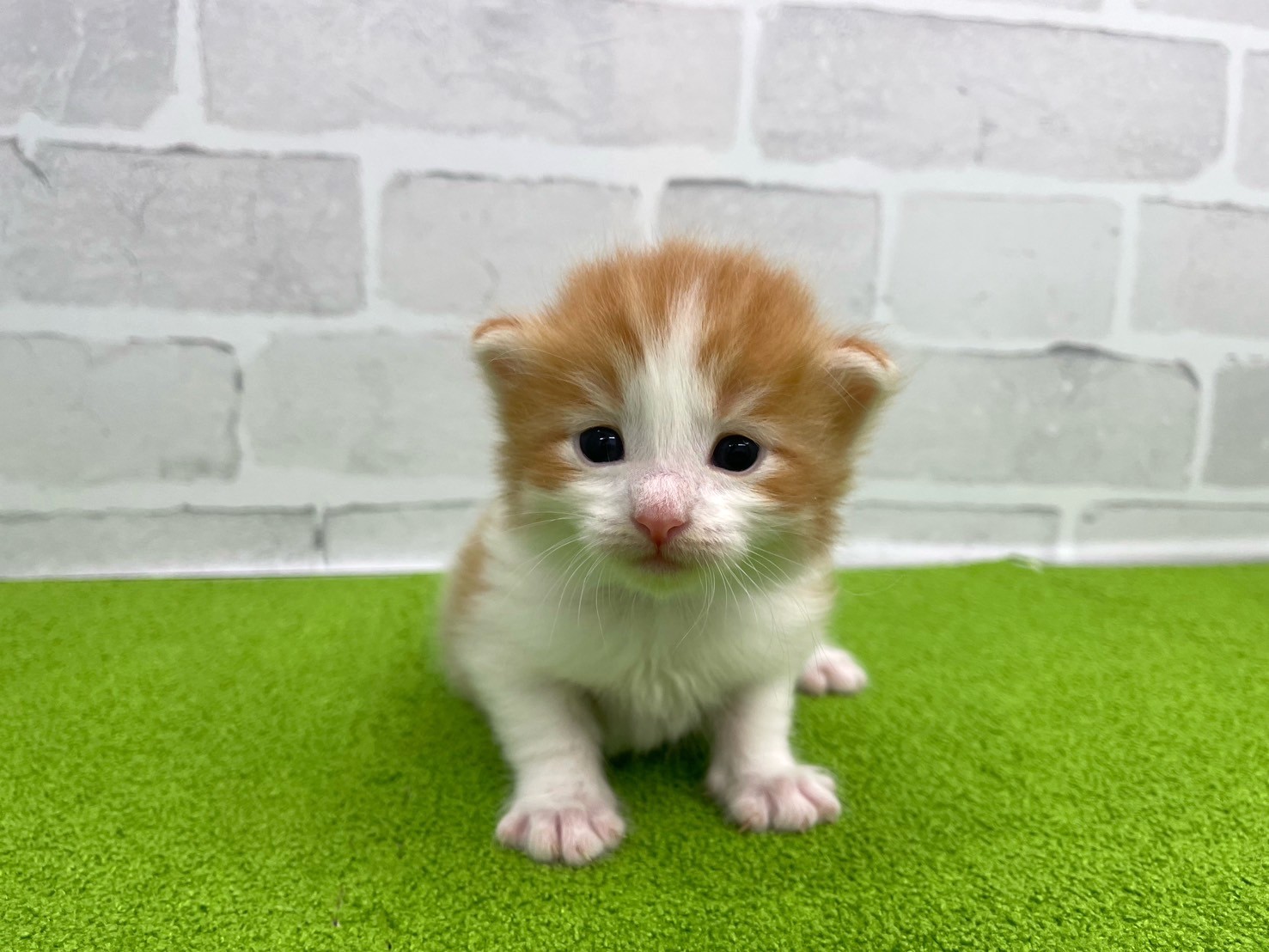 赤ちゃん写真2-1