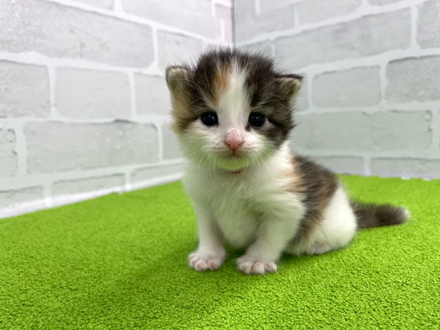 赤ちゃん写真2-1