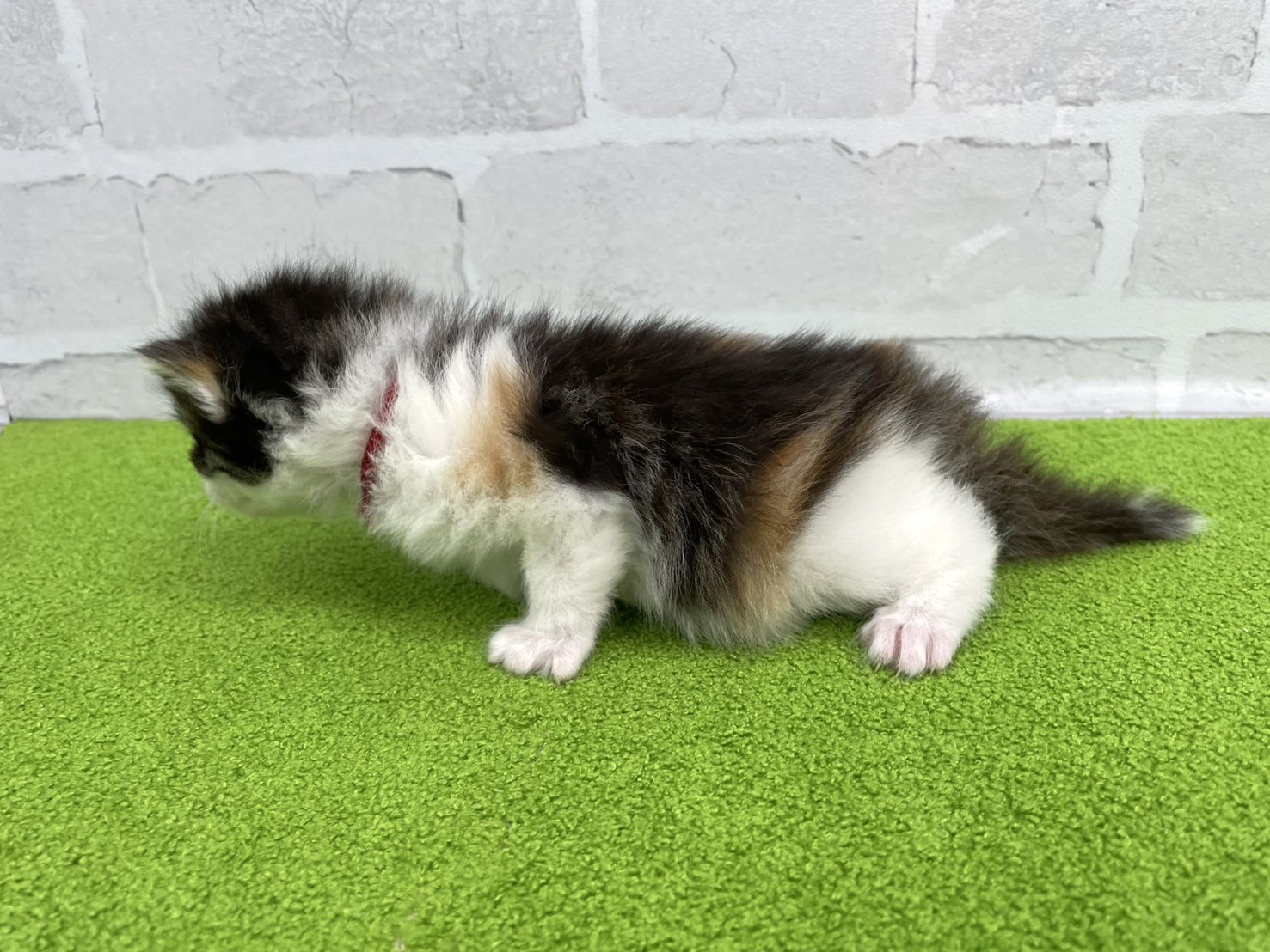 赤ちゃん写真2-2