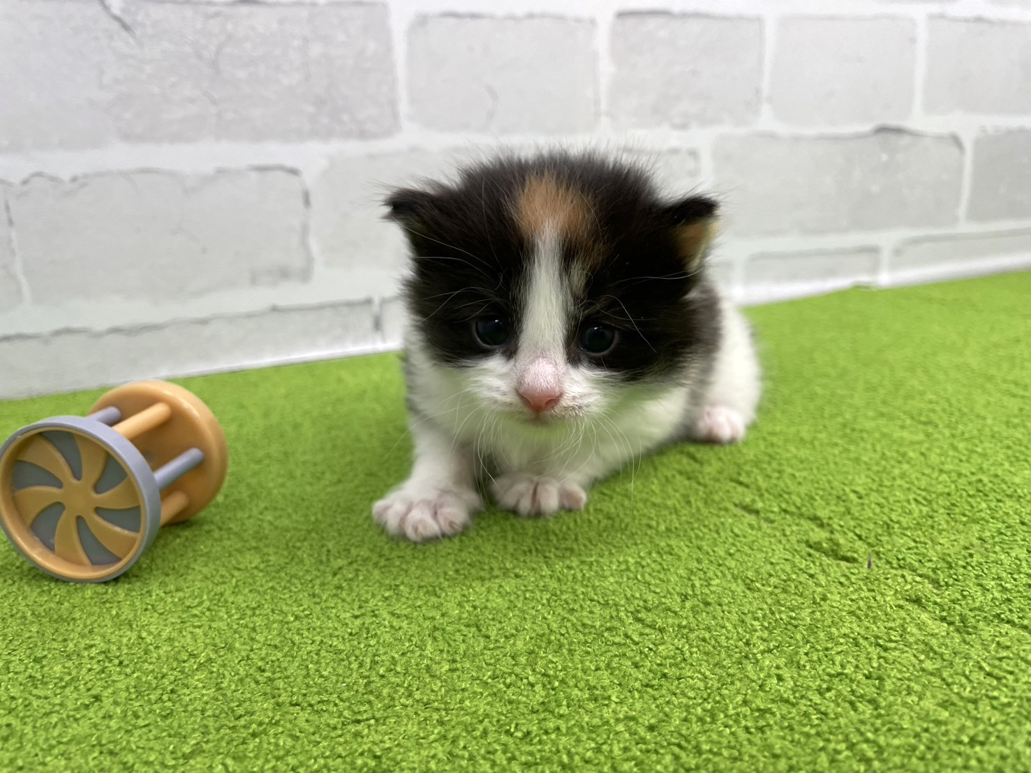 ノルウェージャン・フォレストキャット