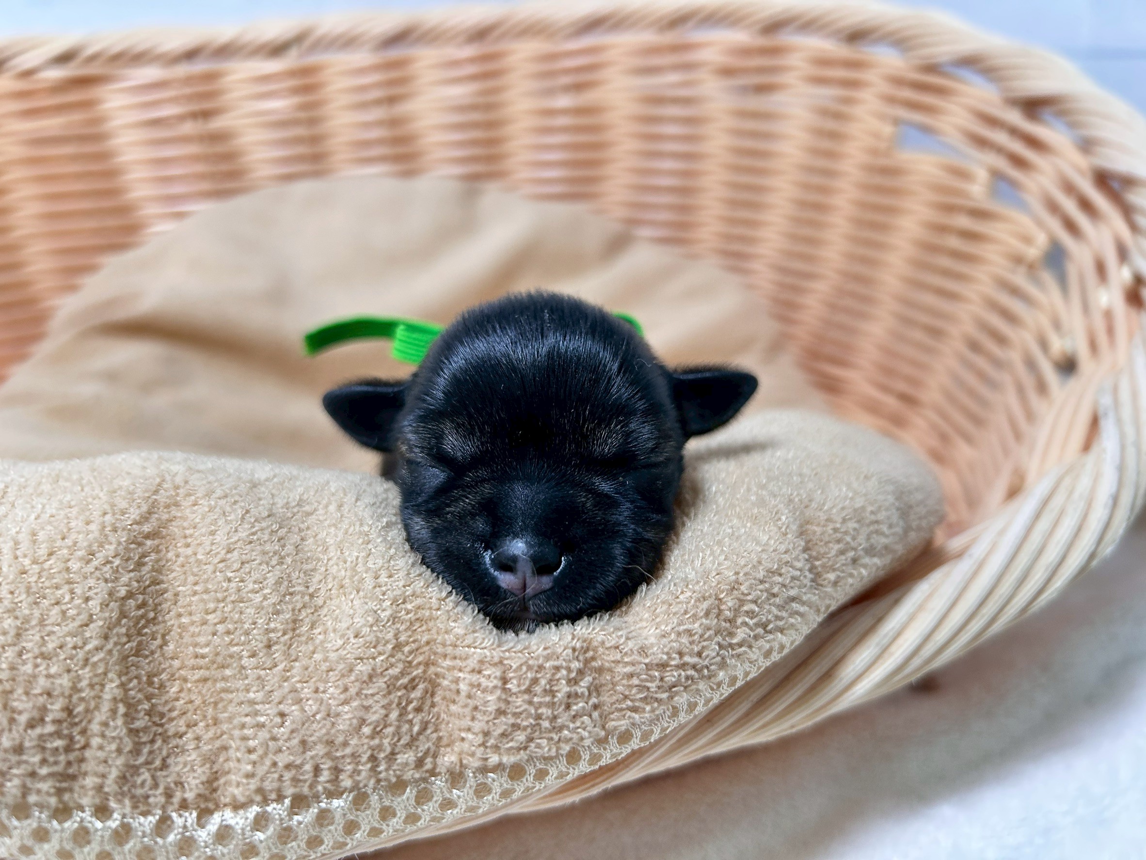 赤ちゃん写真1-1