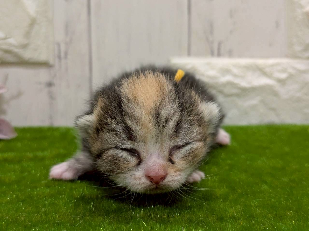 赤ちゃん写真1-1