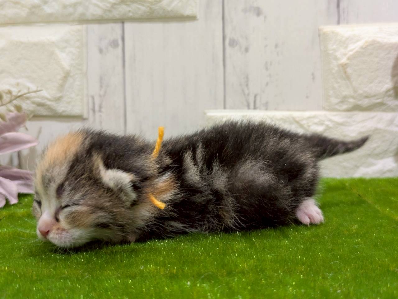 赤ちゃん写真1-2