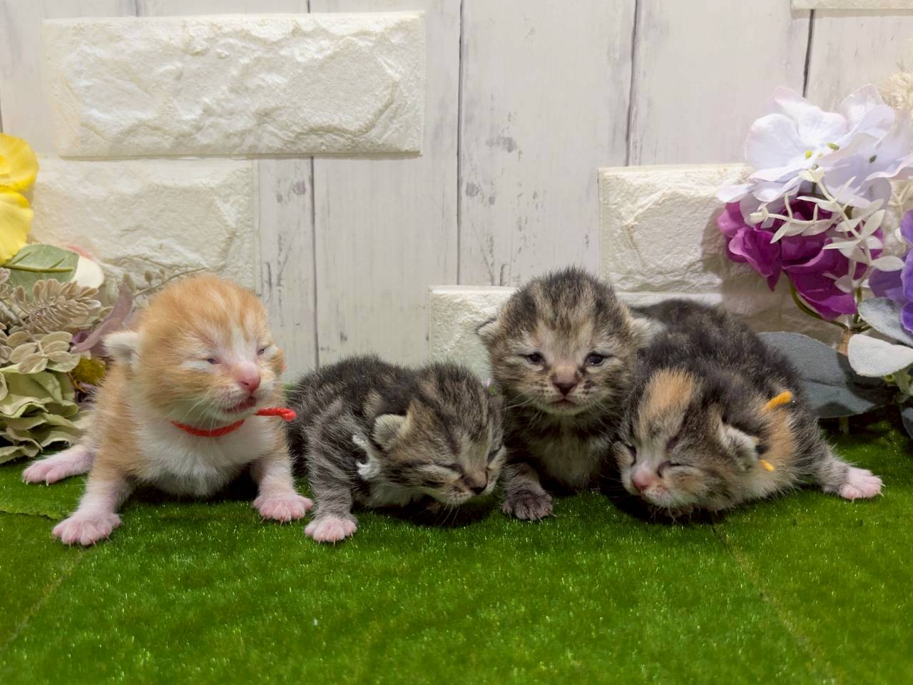 赤ちゃん写真1-3