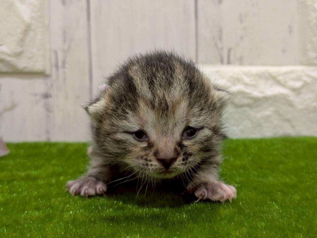 赤ちゃん写真1-1