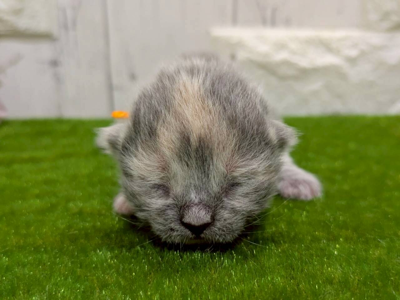 赤ちゃん写真1-1
