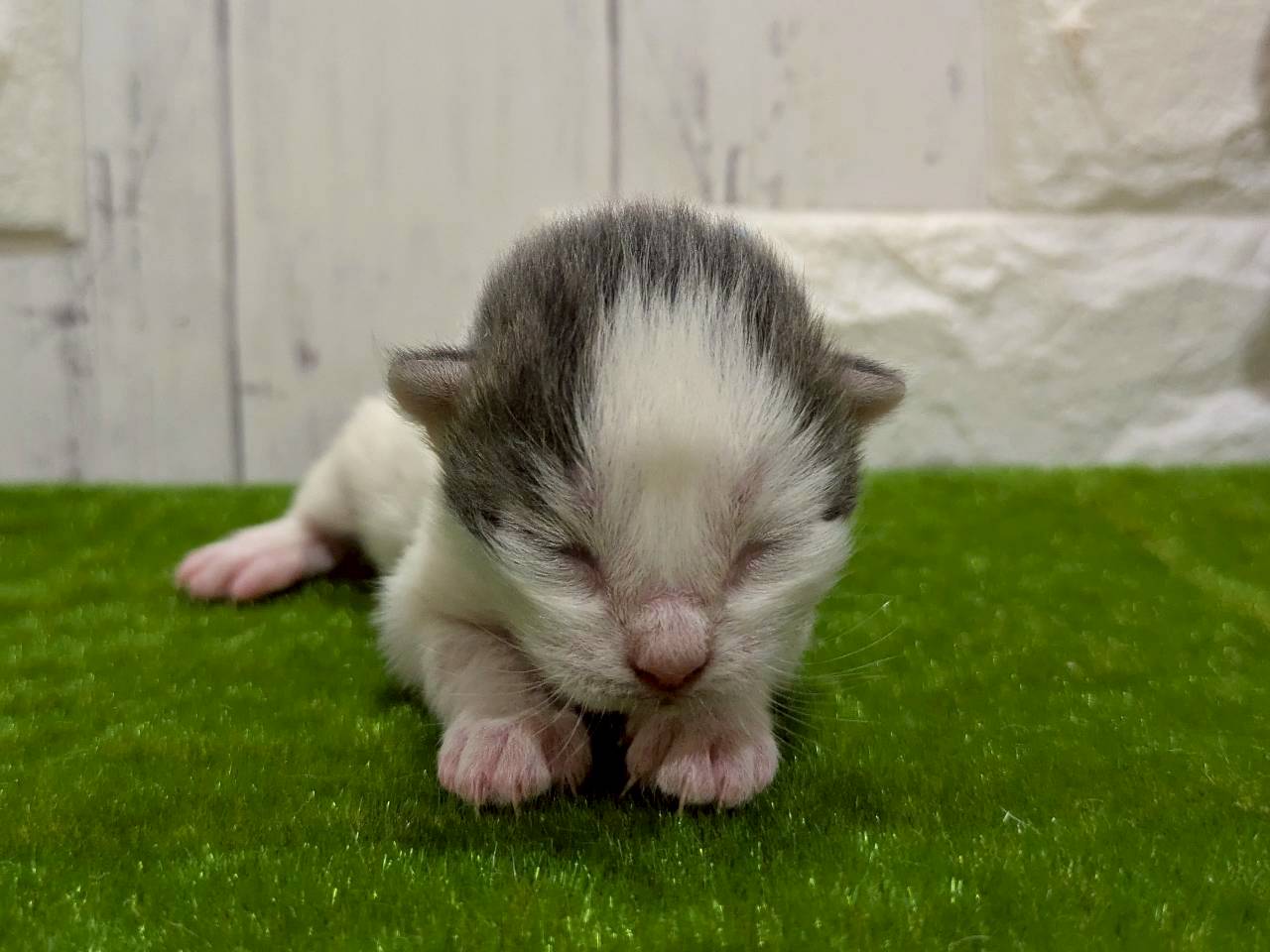 赤ちゃん写真1-1