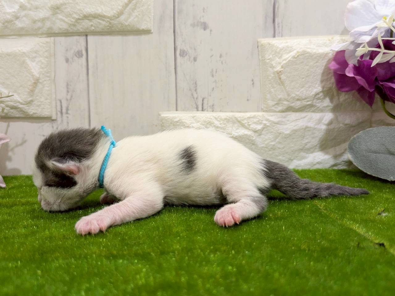 赤ちゃん写真1-2