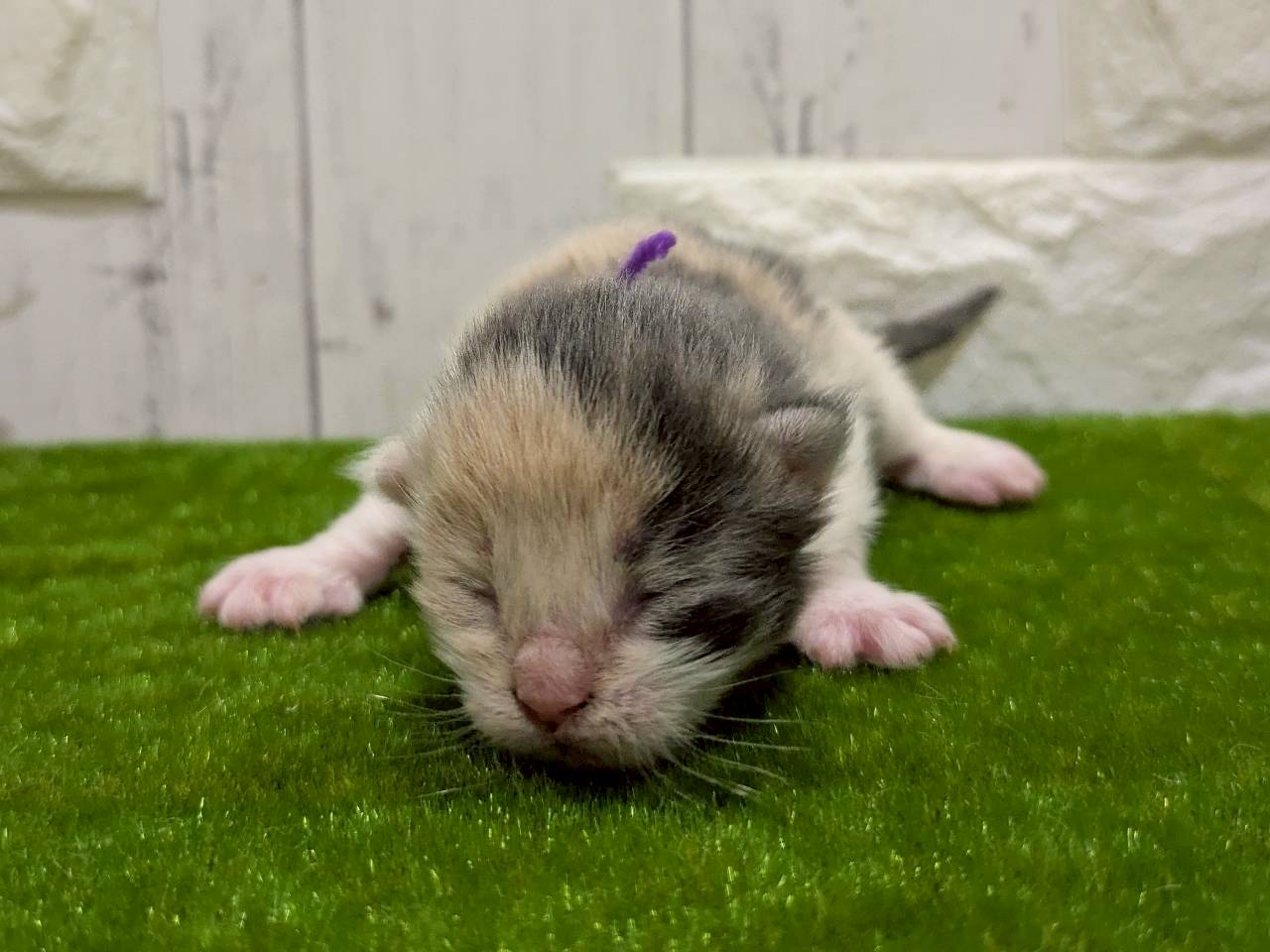 赤ちゃん写真1-1