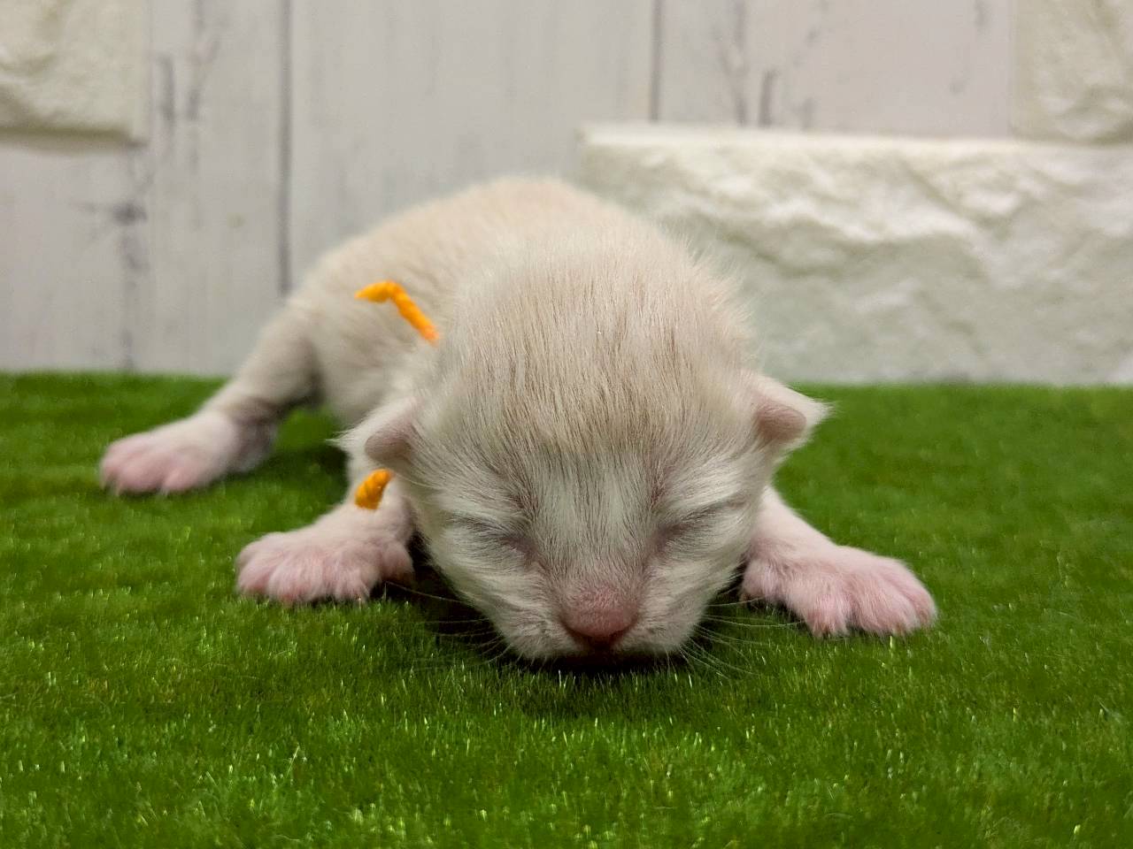 赤ちゃん写真1-1